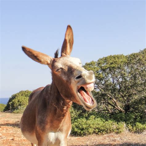 O Google é burro